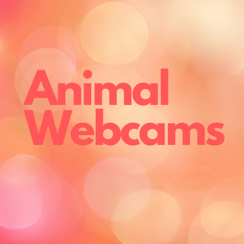Animal Webcams